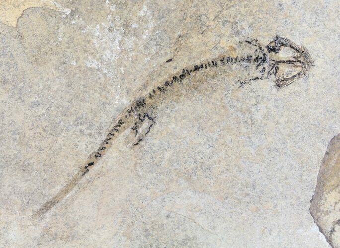 Permian Branchiosaur (Amphibian) Fossil - Germany #63593